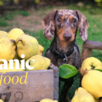 Organic Dog Food and Why Your Eco-Conscious Heart (and Your Pup’s Tummy) Might Love it