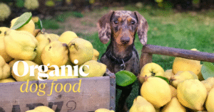 Read more about the article Organic Dog Food and Why Your Eco-Conscious Heart (and Your Pup’s Tummy) Might Love it